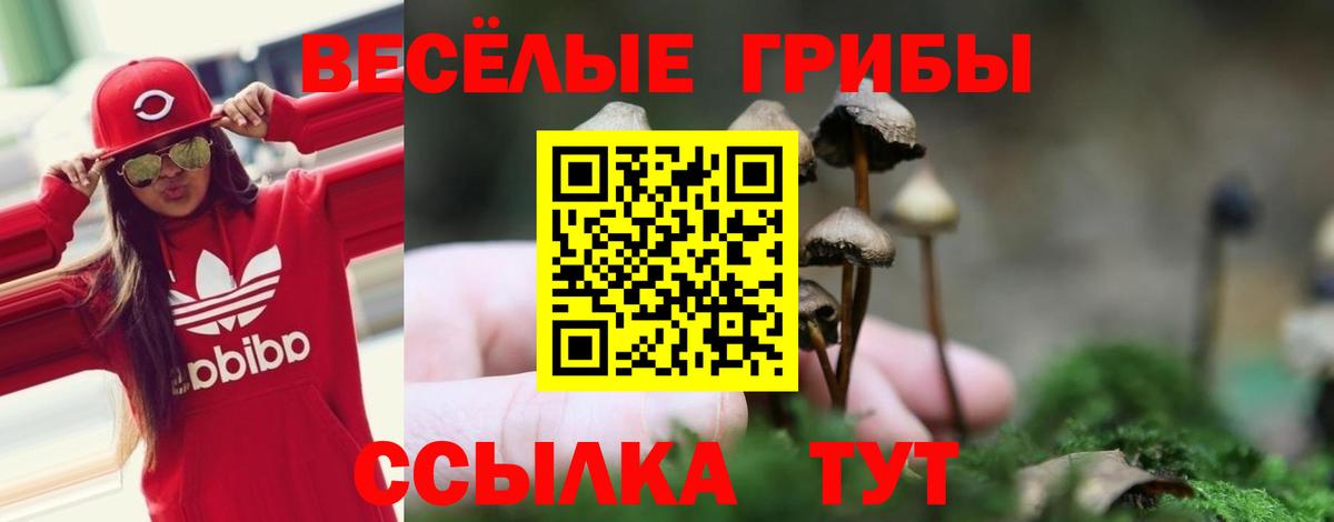 Псилоцибиновые грибы Psilocybe Реутов